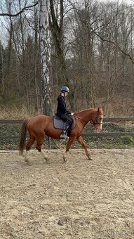 Kobyla QH/PH+ ročný žrebček