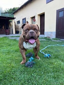 American Bully hledá milující domov - 1