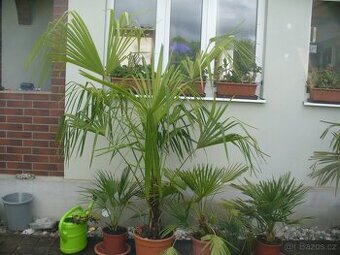 Palma Trachycarpus