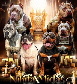 AMERICAN BULLY XL s PP - 1