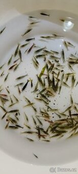 krevetky neocaridina, barevný mix