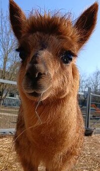 Lama