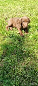 Labrador retrivr x neznámí