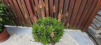 kaktus aloe - průměr rostliny 110 cm, krásně bohatě  kvete