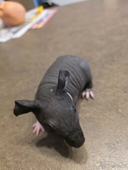 Morčata skinny a dlouhosrsta