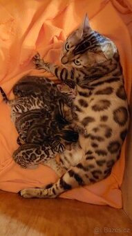 Bengalská kočka-koťátka s PP - 1