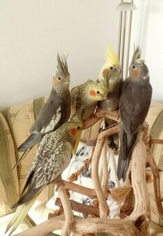 Korela ochočená s DNA - samice