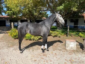 Lusitano import z Portugalska – pomohu vám najít vašeho