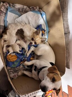 Štěňátka čivava a Jack Russell