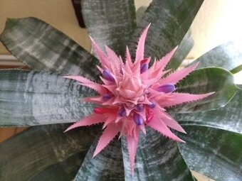 Bromélie Echmea pruhovaná (Aechmea fasciata)🌺