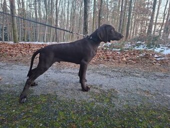 Prodám  štěňata NKO - německý krátkosrstý ohař