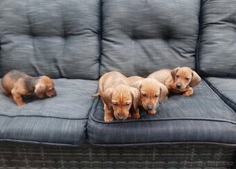 Jezevčík trpasličí