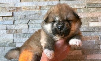 Akita Inu s PP - rodokmen FCI