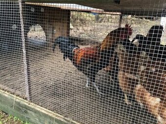 Kohouti prodej zlatý kropenatý