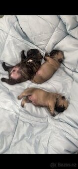 Francouzský buldoček bez PP - 1