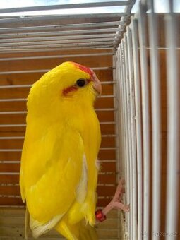 Kakariki červenočelý-Rezervace