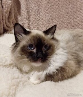Ragdoll kotě, kočička bez PP.