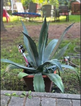 🪴 Prodám agáve americana – 65 cm včetně květináče