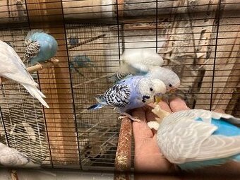 Prodám Andulky modrobílé