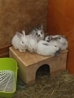 Zakrslý králíček 🐰