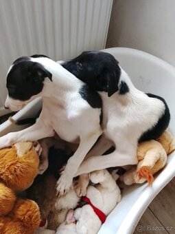 Štěňata Na prodej pejsci chlapečkove
