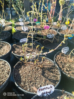 Rakytník Friesdorfer Orange