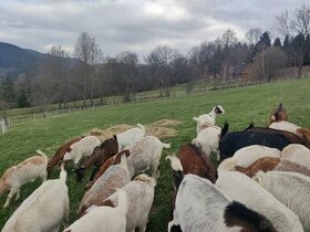 Kozy a ovce EKO chov - 1