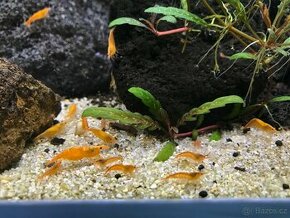 Akvarijní Krevetky Neocaridina Orange Oranžové Řasožrouti