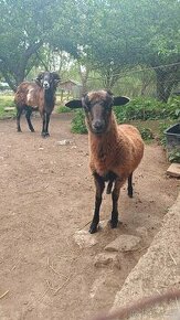 Kamerunské ovce - 1