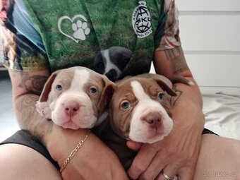 American Bully pocket size POCKET/STANDARD