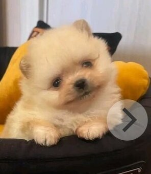Pomerain boo