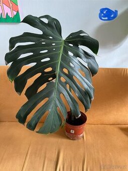 Monstera zakořeněné řízky 3ks