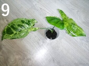 Syngonium Mojito