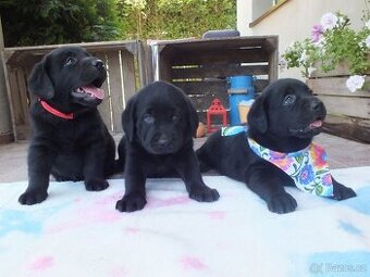 Štěňata Labradorský retriever
