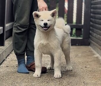 Akita Inu s průkazem původu (PP)