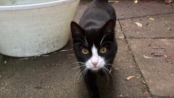 Daruji černé kočky a koťata