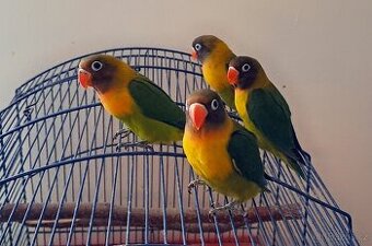 Agapornis Fishery,Škraboškový