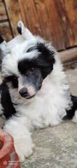 Čínský chocholatý pes s průkazem původu