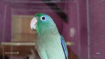 Papoušíček brýlatý