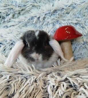 Minilop - anglický zakrslý beránek s VP