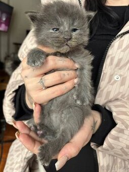 Mainská Mývalí koťata