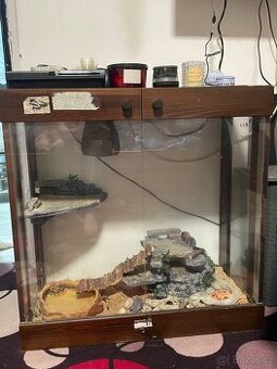 Užovka Červená albín