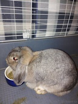 Daruji samičku zakrslého beránka