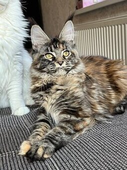 Mainská mývalí kočička s PP