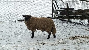 jehnata - odrostlá - 1