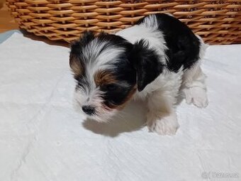 Yorkšírský (jorkšírský)teriér biewer - 1