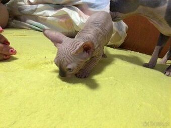 Kanadský sphynx - 1