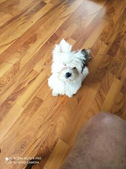 yorkšírský biwier - 1