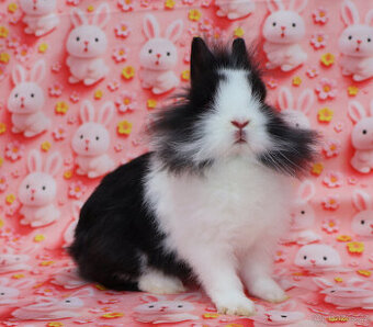 Zakrslý krátkouchý králíček lvíček , samička s VP .