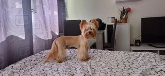 🐾 Nabídka krytí – Gold Dust Yorkshire Terrier 🐾